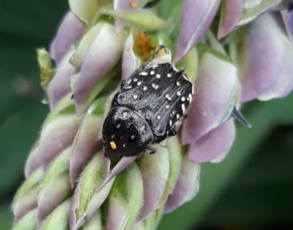 A - nie je v databáze