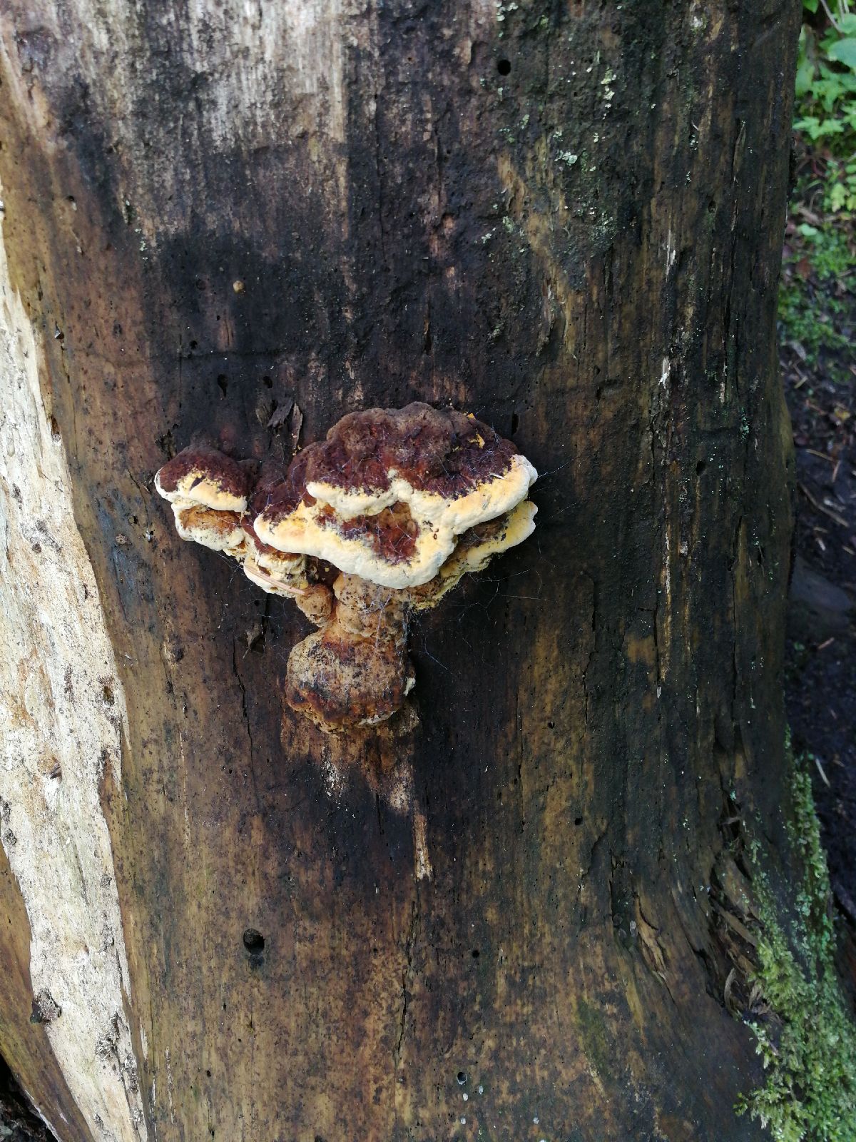 Gloeophyllum odoratum