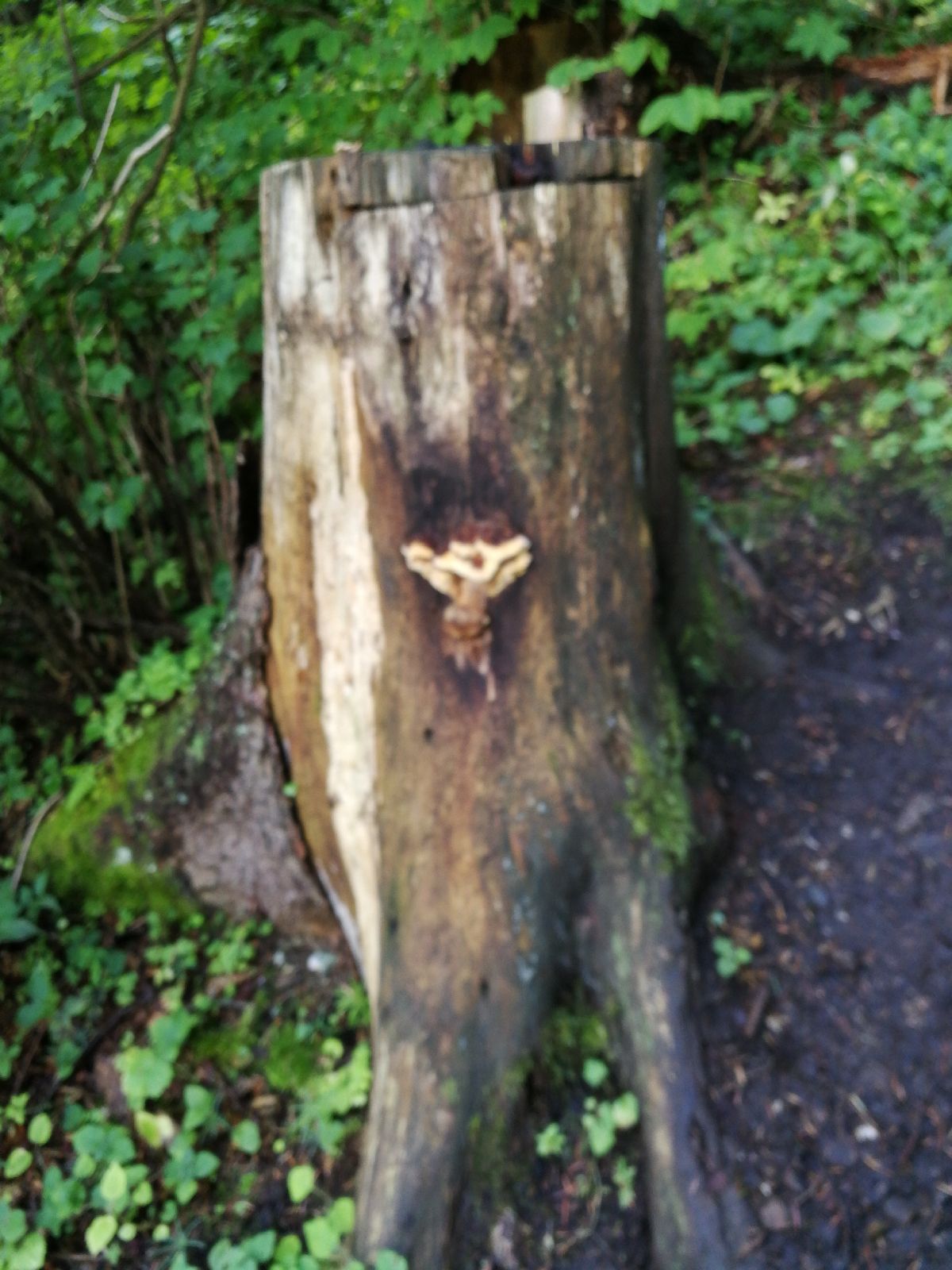 Gloeophyllum odoratum