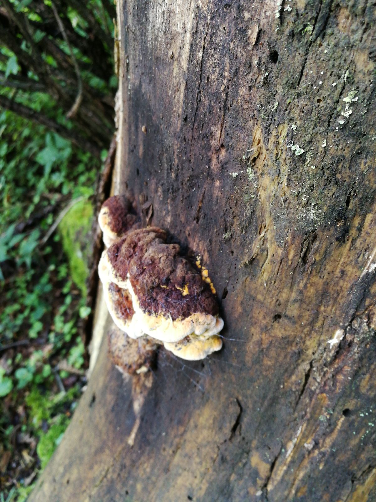 Gloeophyllum odoratum