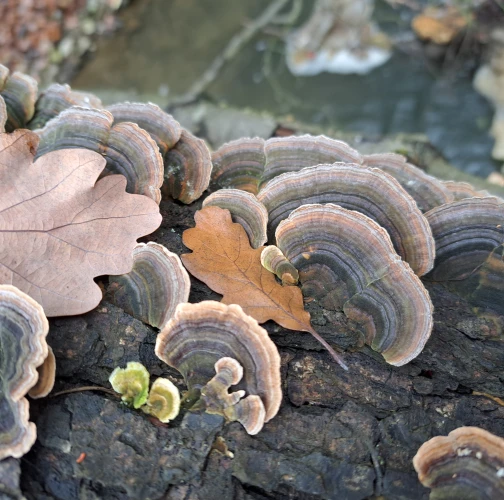Turkey tail