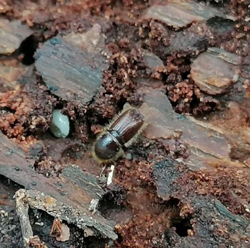 European spruce bark beetle