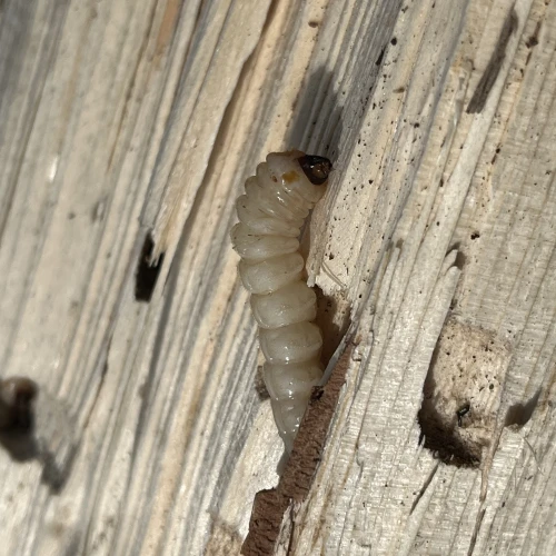 Adriana Majeríková