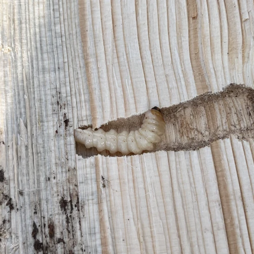 Adriana Majeríková