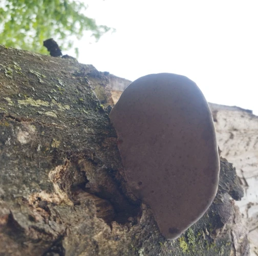 Tinder fungus