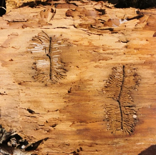 Ash bark beetle
