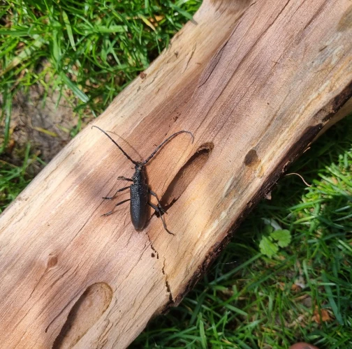 Long-horned beetle Cerambyx scopolii