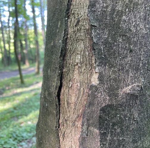  Vladimír Šalgovič