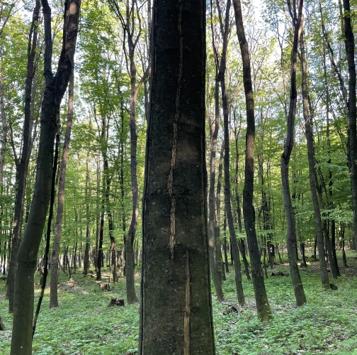  Vladimír Šalgovič