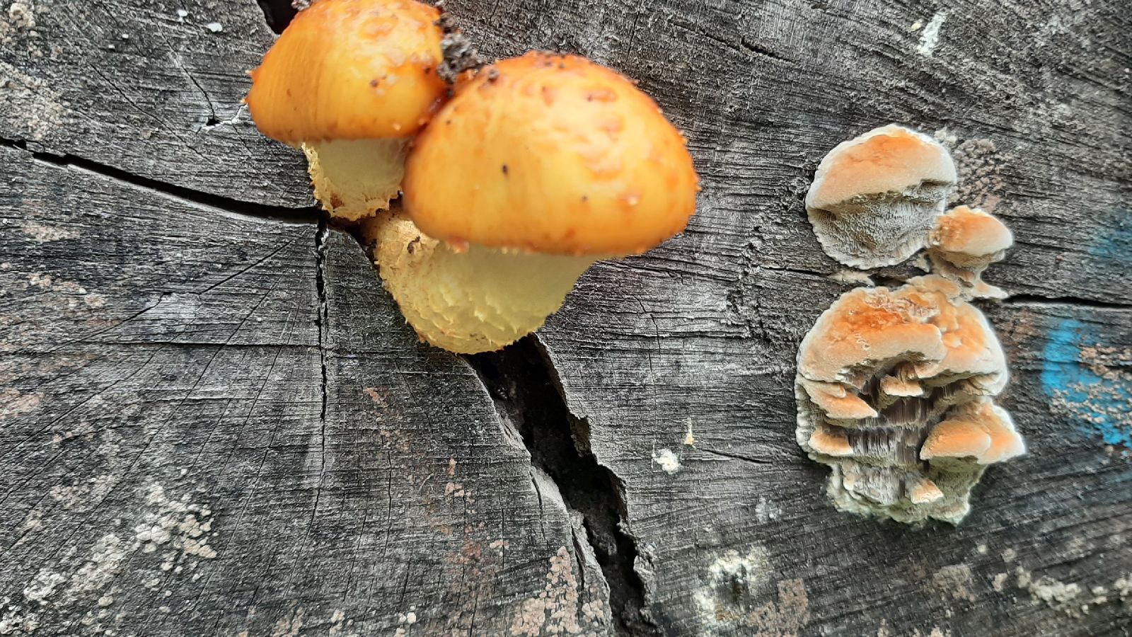 A - nie je v databáze