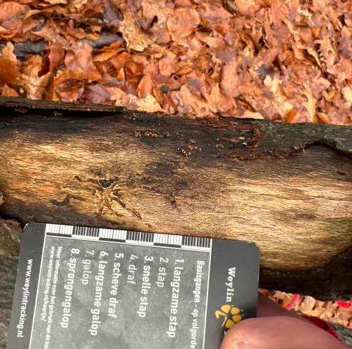 A - This species is not in the database yet