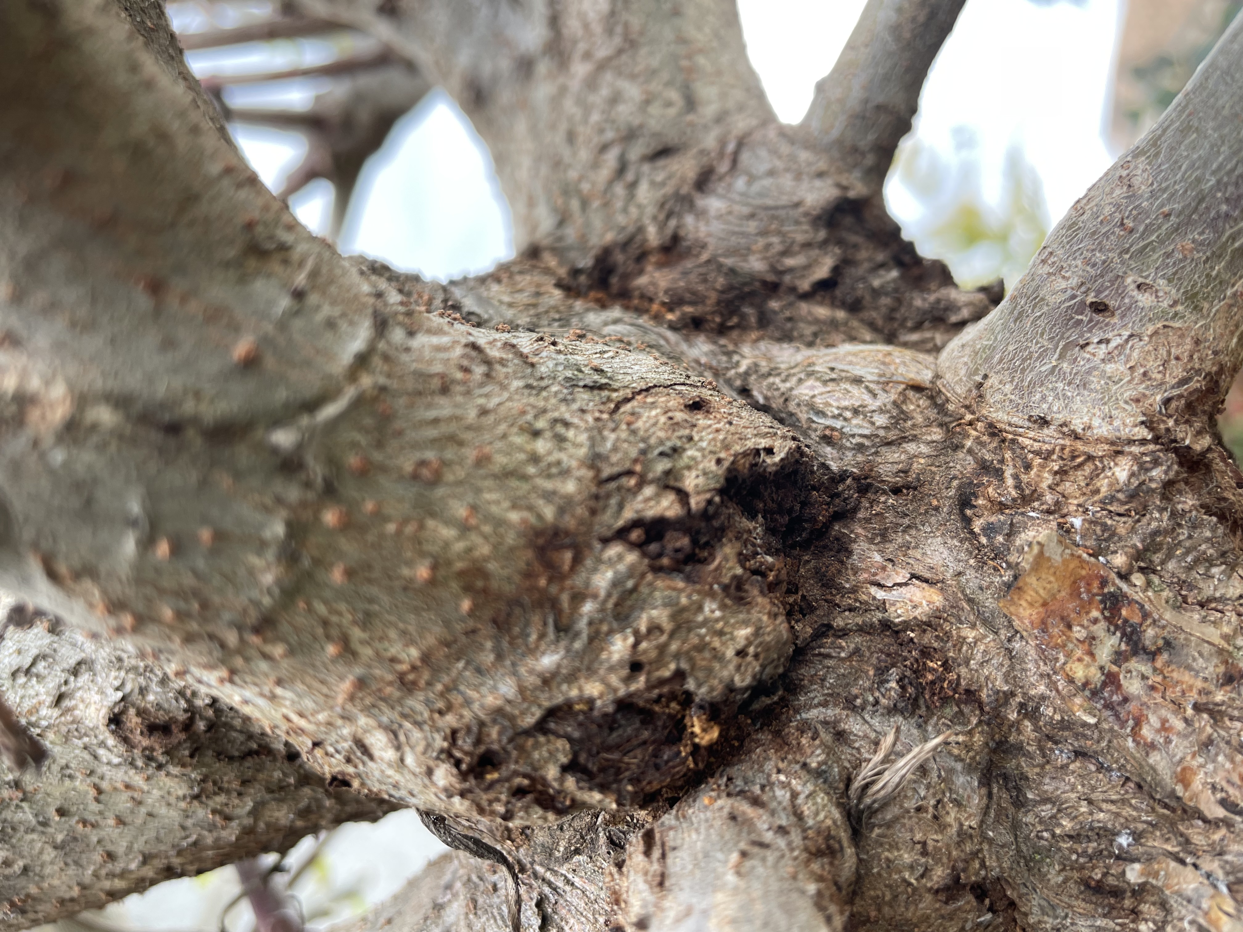 A - nejednoznačne určený, nie sme si istí