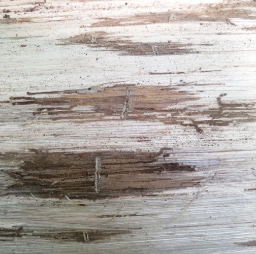 European oak bark beetle