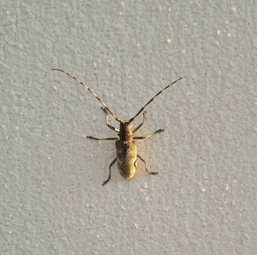 Black pine sawyer beetle