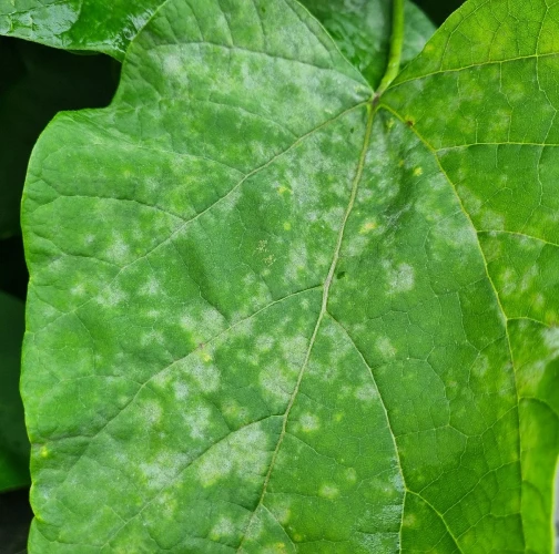 Catalpa powdery mildew 