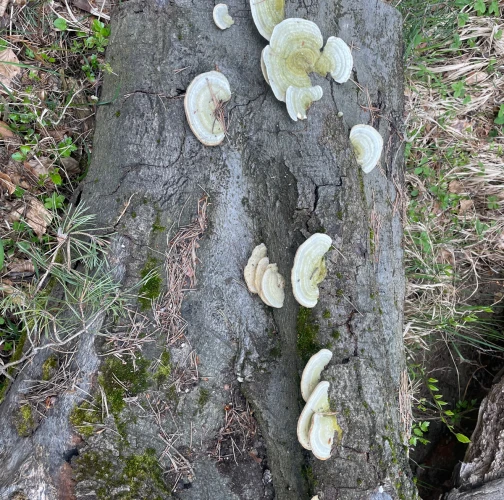 Trametes wood decay