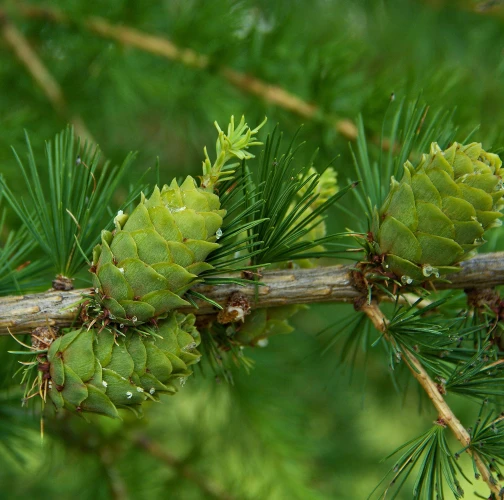 Ing. Ladislav kočik
