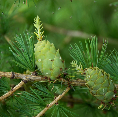 Ing. Ladislav kočik