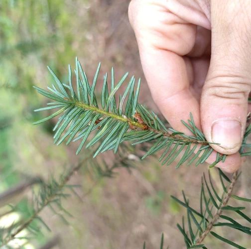 A - This species is not in the database yet