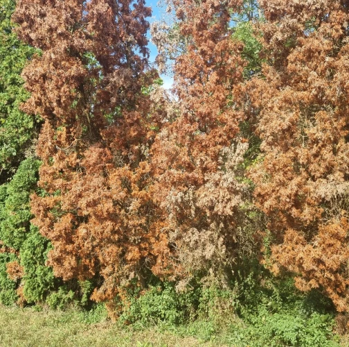 Cypress jewel beetle