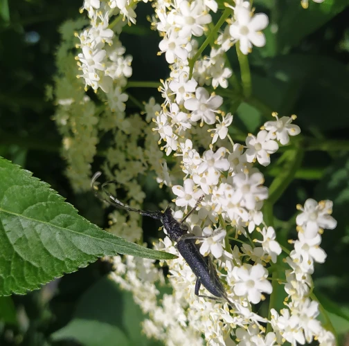 Long-horned beetle Cerambyx scopolii
