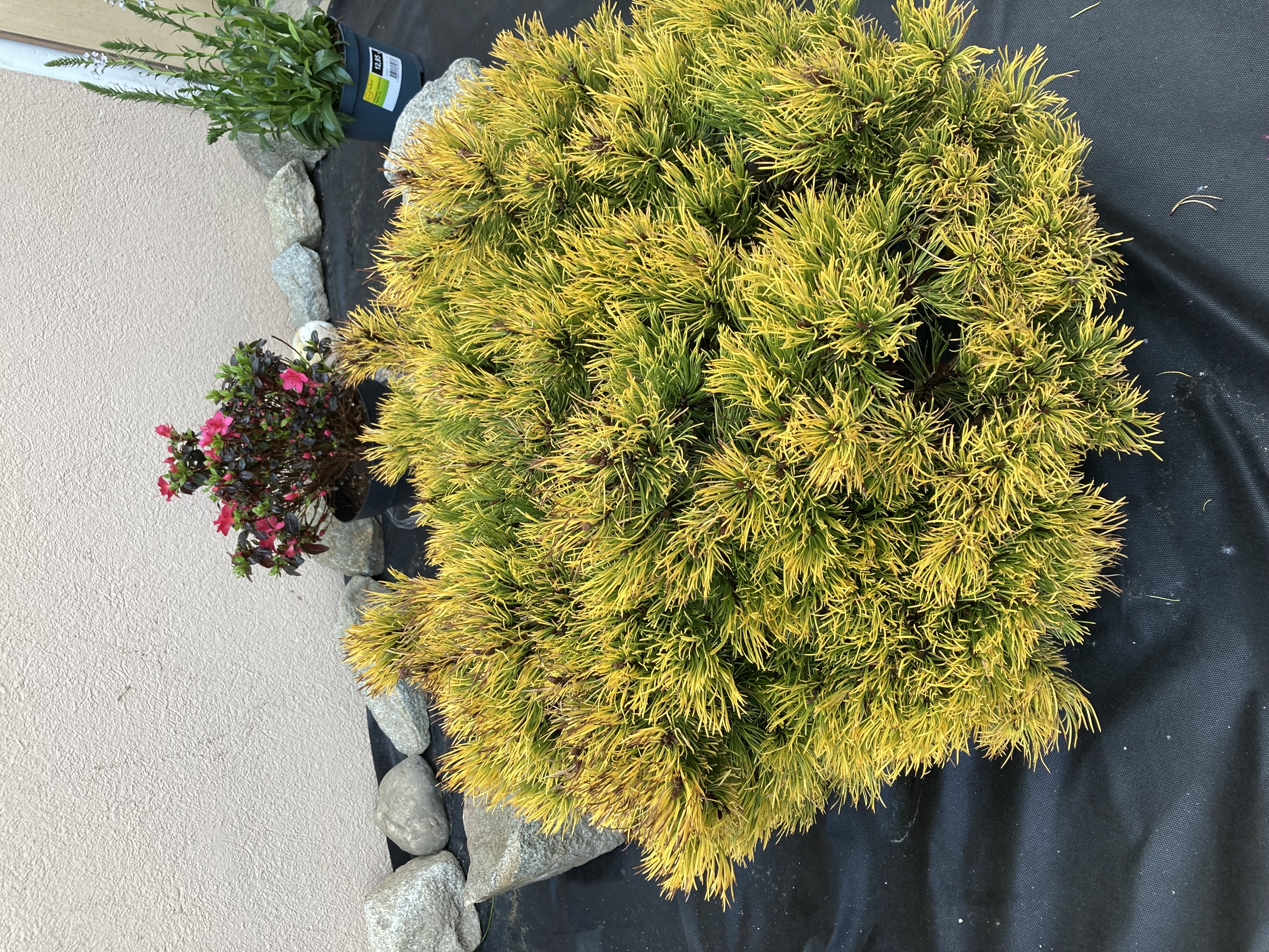 A - nejednoznačne určený, nie sme si istí