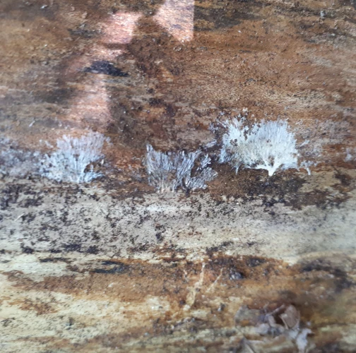 Ekaterina Chilakhsaeva