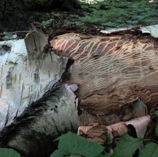 Birch bark beetle