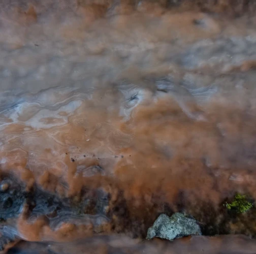 Katarína Havierniková