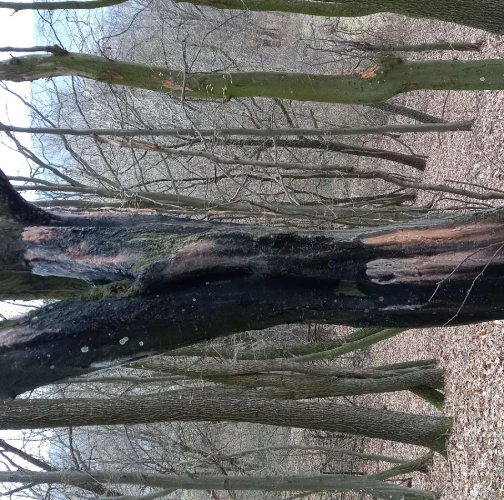 Katarína Havierniková