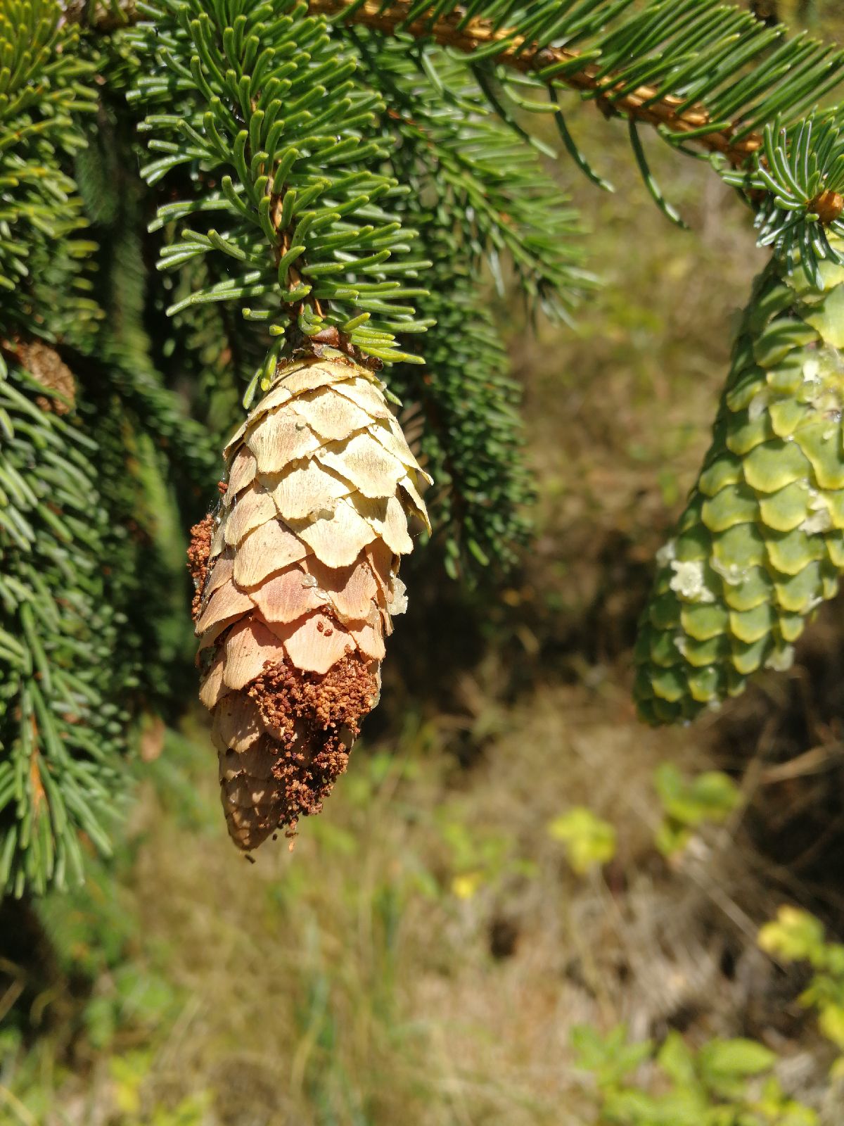 Dioryctria abietella