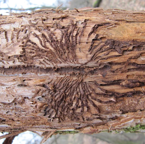 Scolytus on Elm