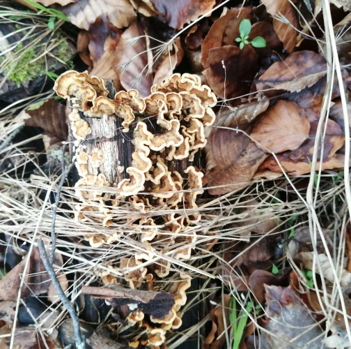Turkey tail