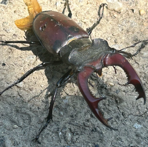 Stag beetle