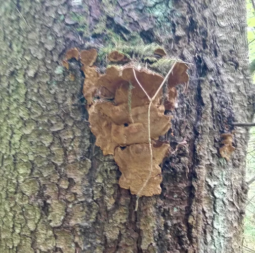 Phellinus chrysoloma 