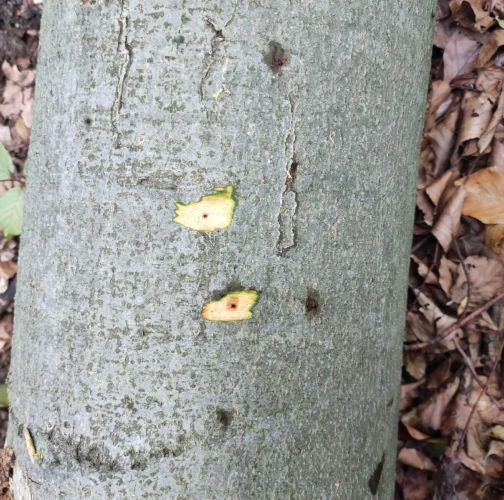 Beech bark beetle