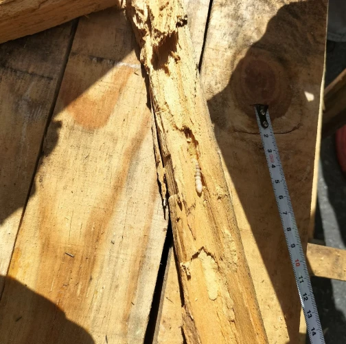 A - Ambiguously determined, we are not sure