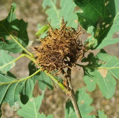 Gall wasp Andricus caputmedusae