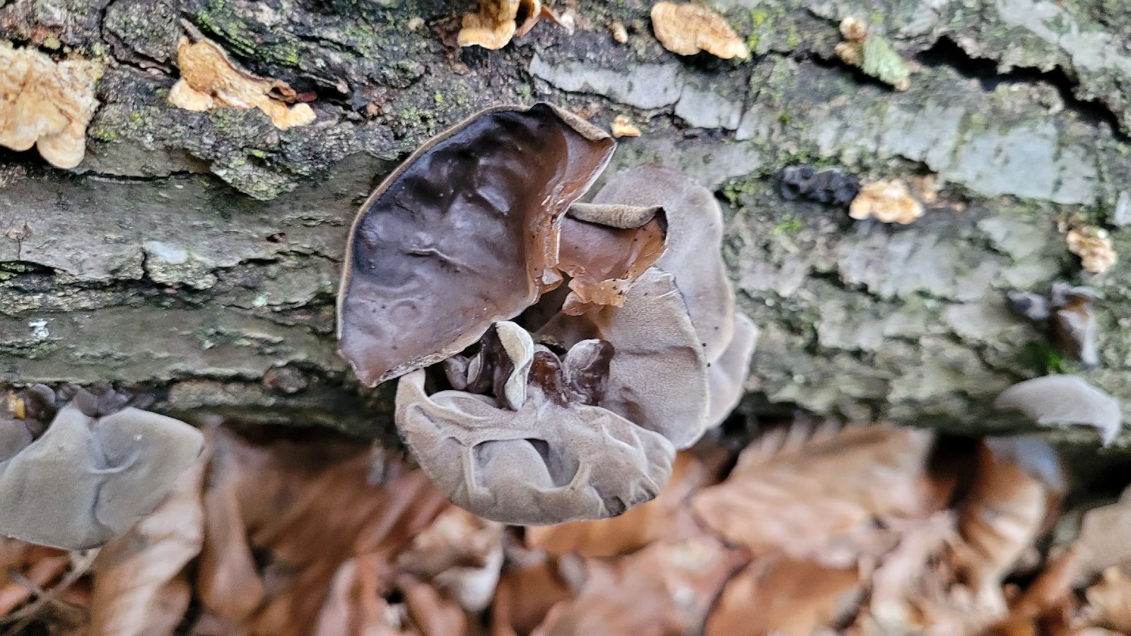 Auricularia auricula-judae