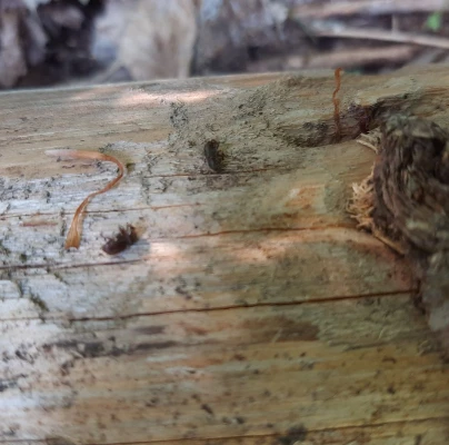 European spruce bark beetle