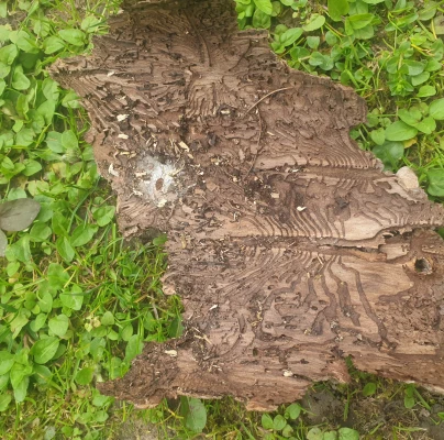 European spruce bark beetle