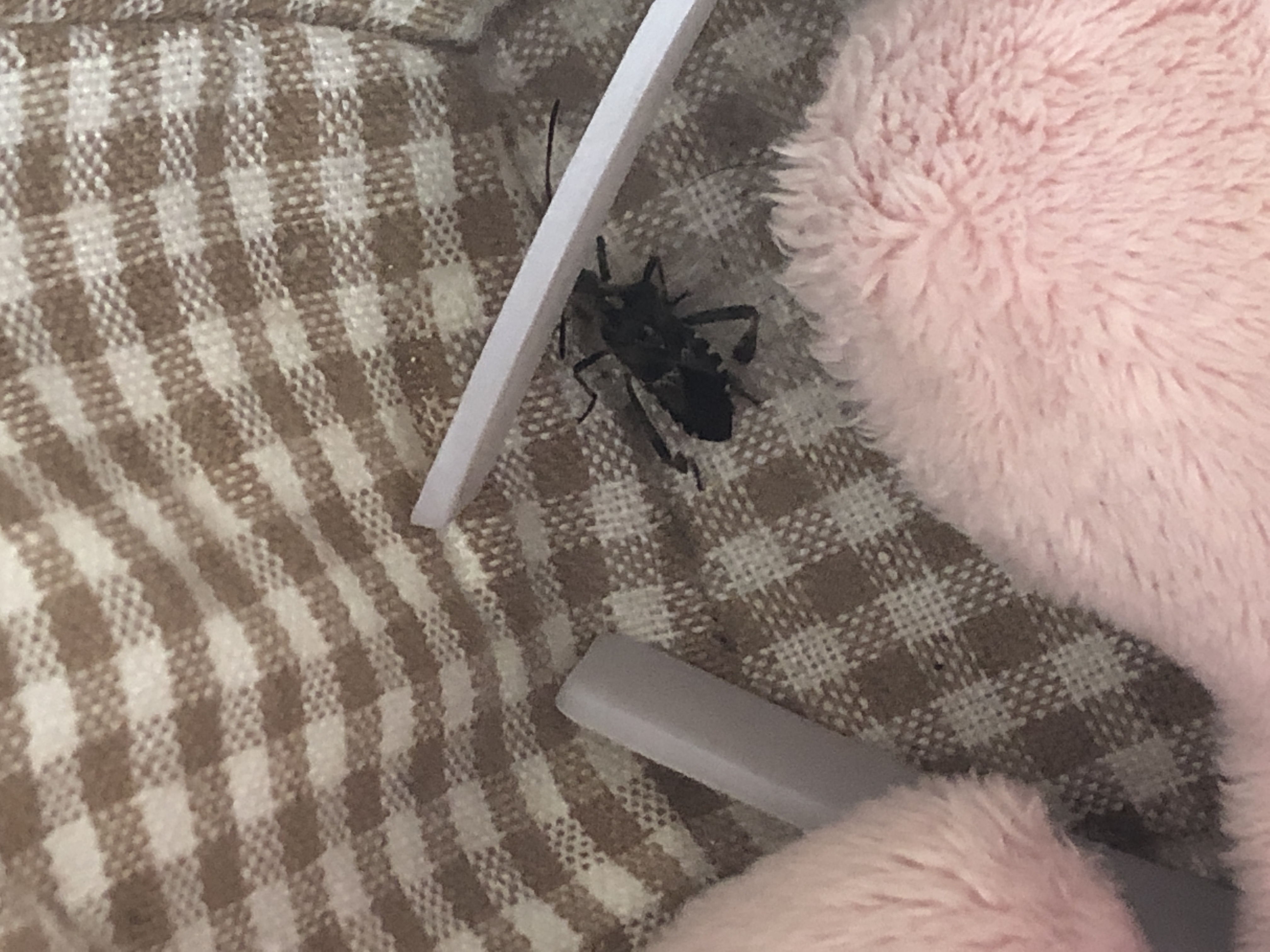 Leptoglossus occidentalis