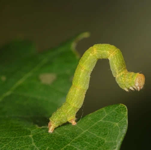 A - This species is not in the database yet