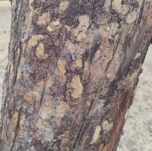 Black pine sawyer beetle