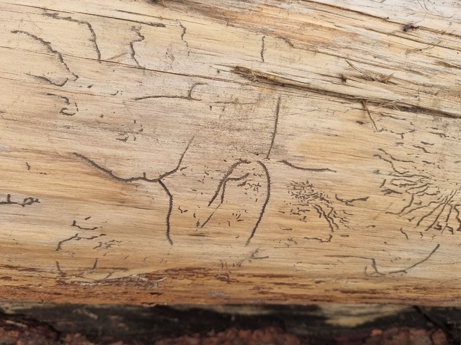 Pityokteines spinidens