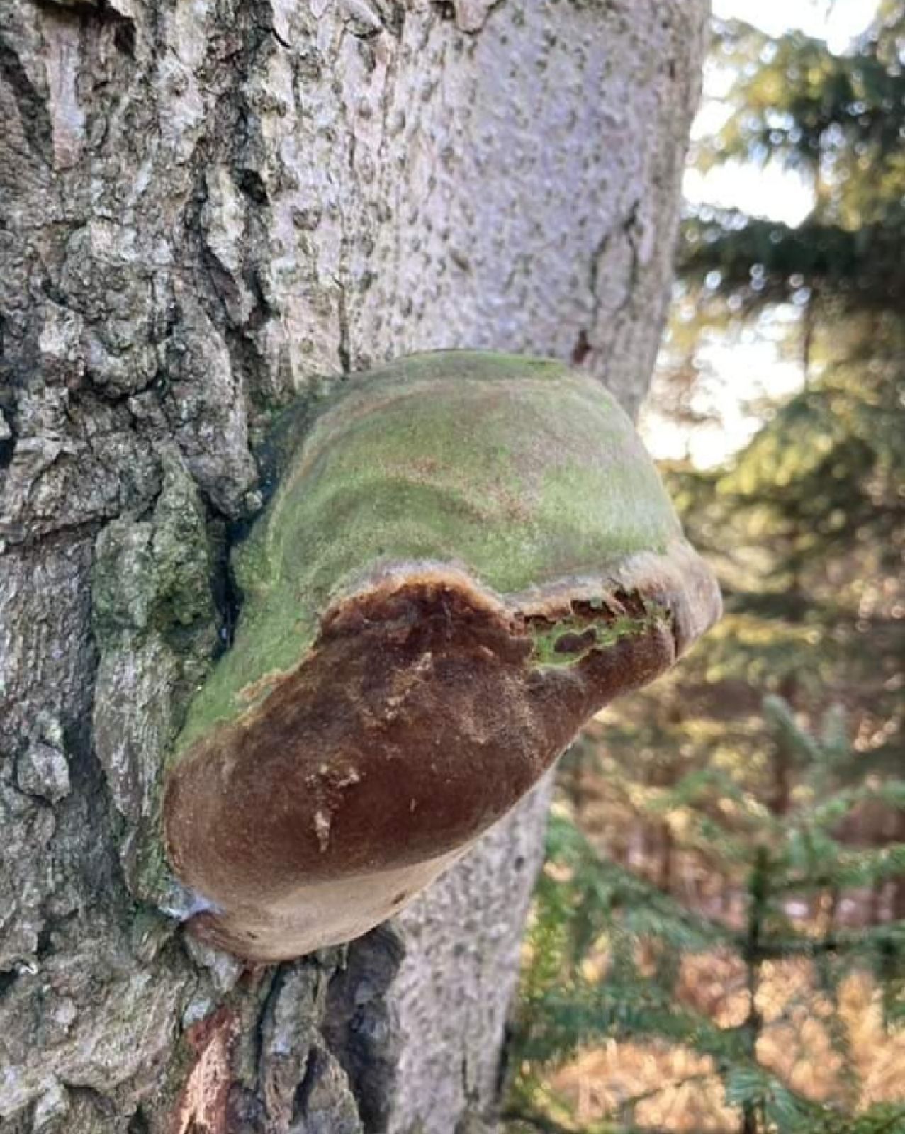 Phellinus hartigii