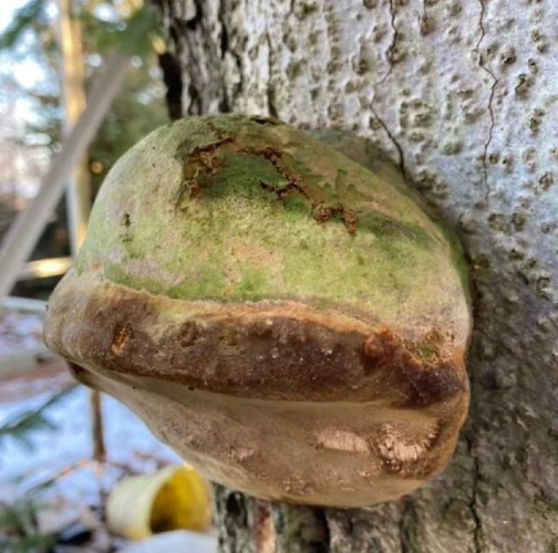 Hartig&acute;s white trunk rot