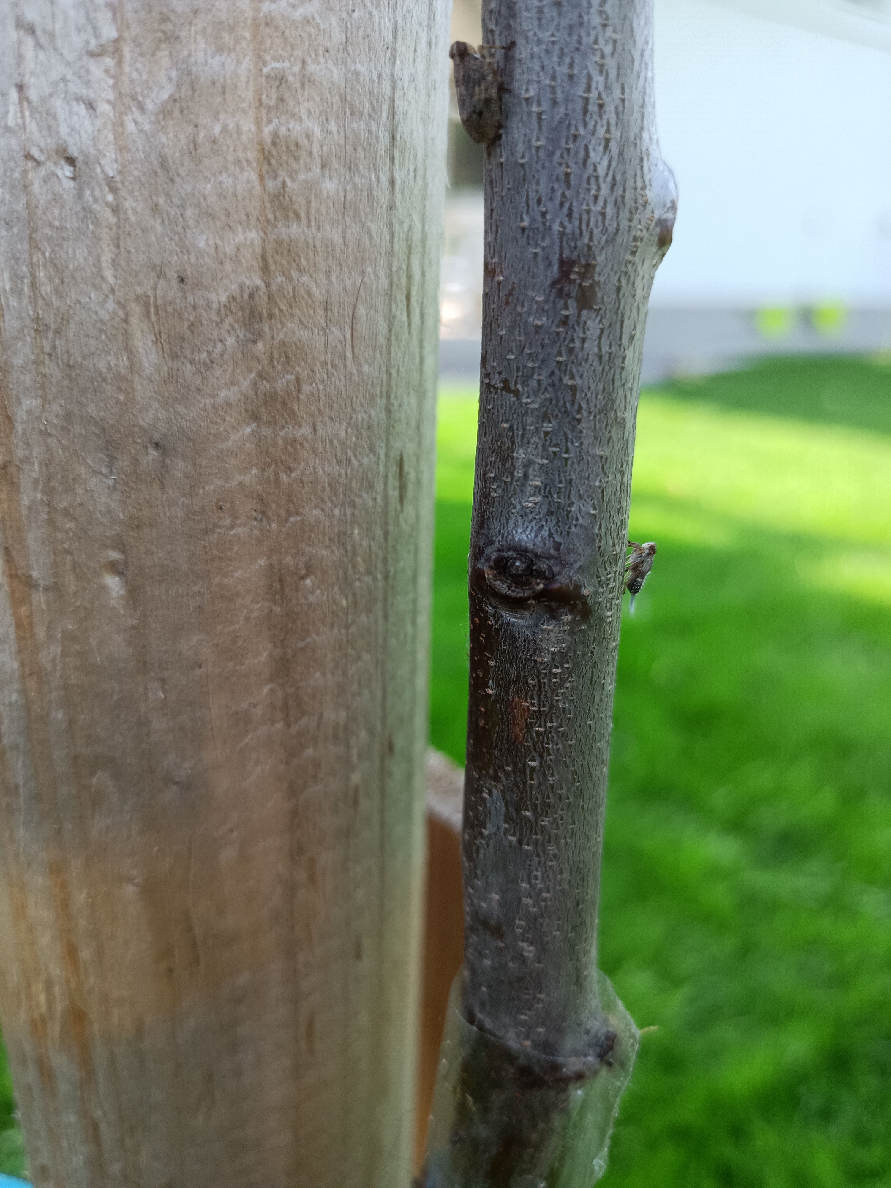 A - nie je v databáze