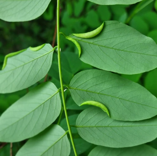 Black locust gall midge