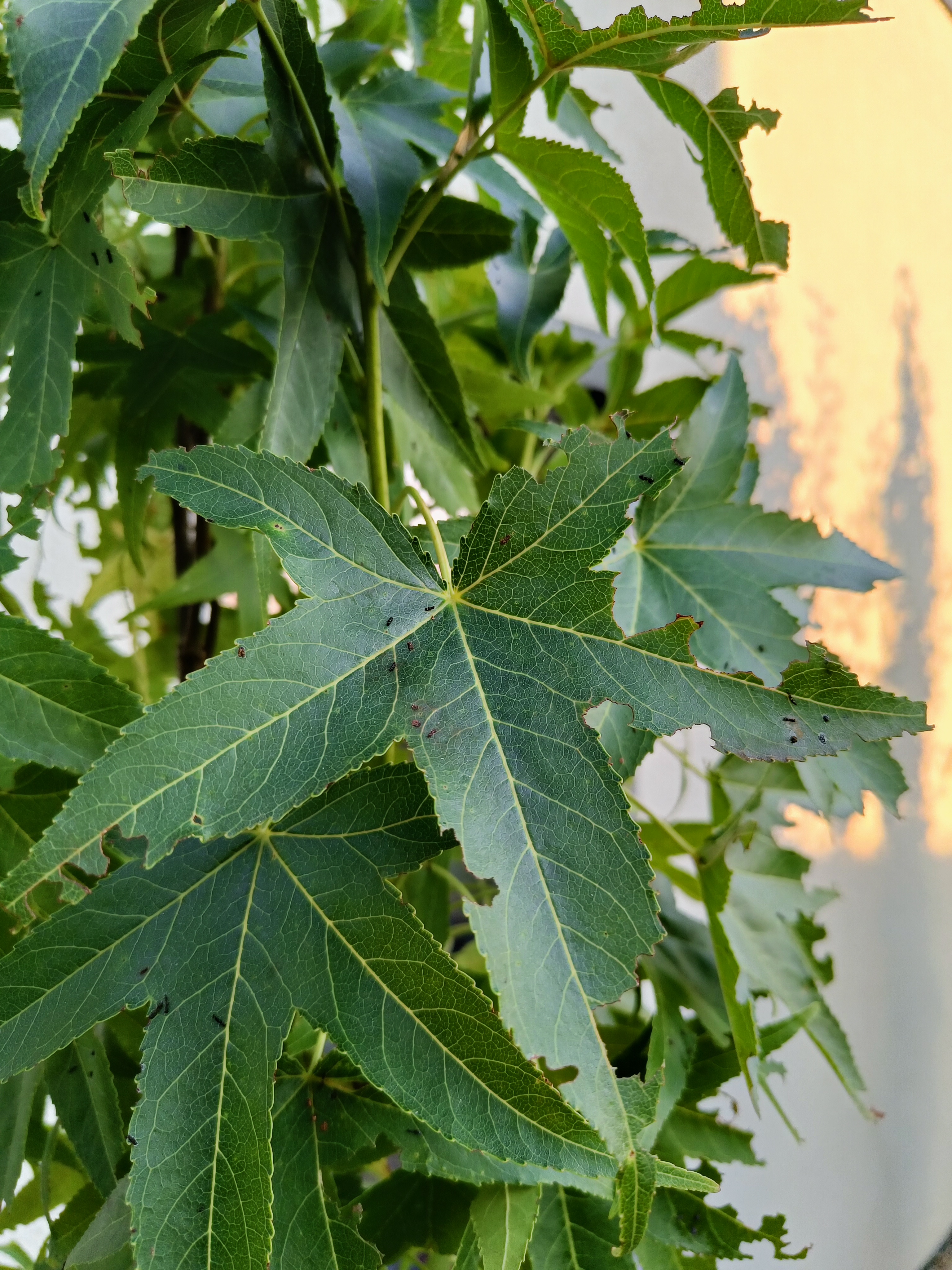 A - nejednoznačne určený, nie sme si istí